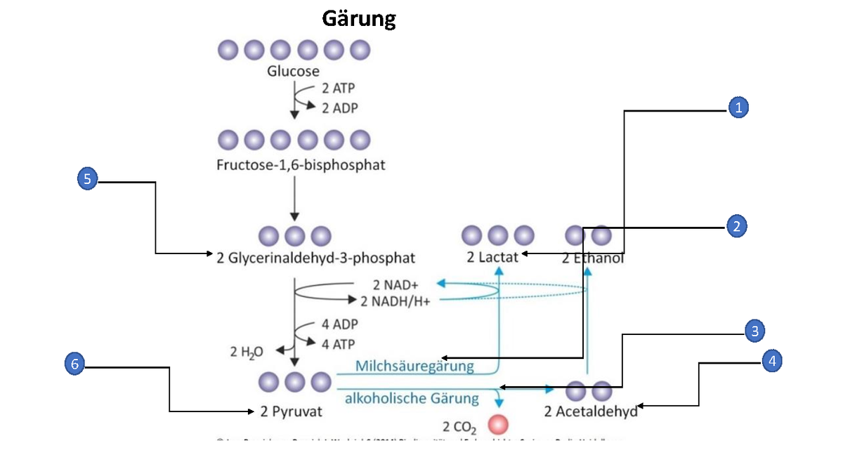 Karteikärtchen Made Gärung 1 5 2 3 6 4 1 2 3 4 5 6 Salz und Ester der Milchsäure Karteikärtchen Made Gärung 1 5 2 3 6 4 1 2 3 4 5 6 Salz und Ester der Milchsäure