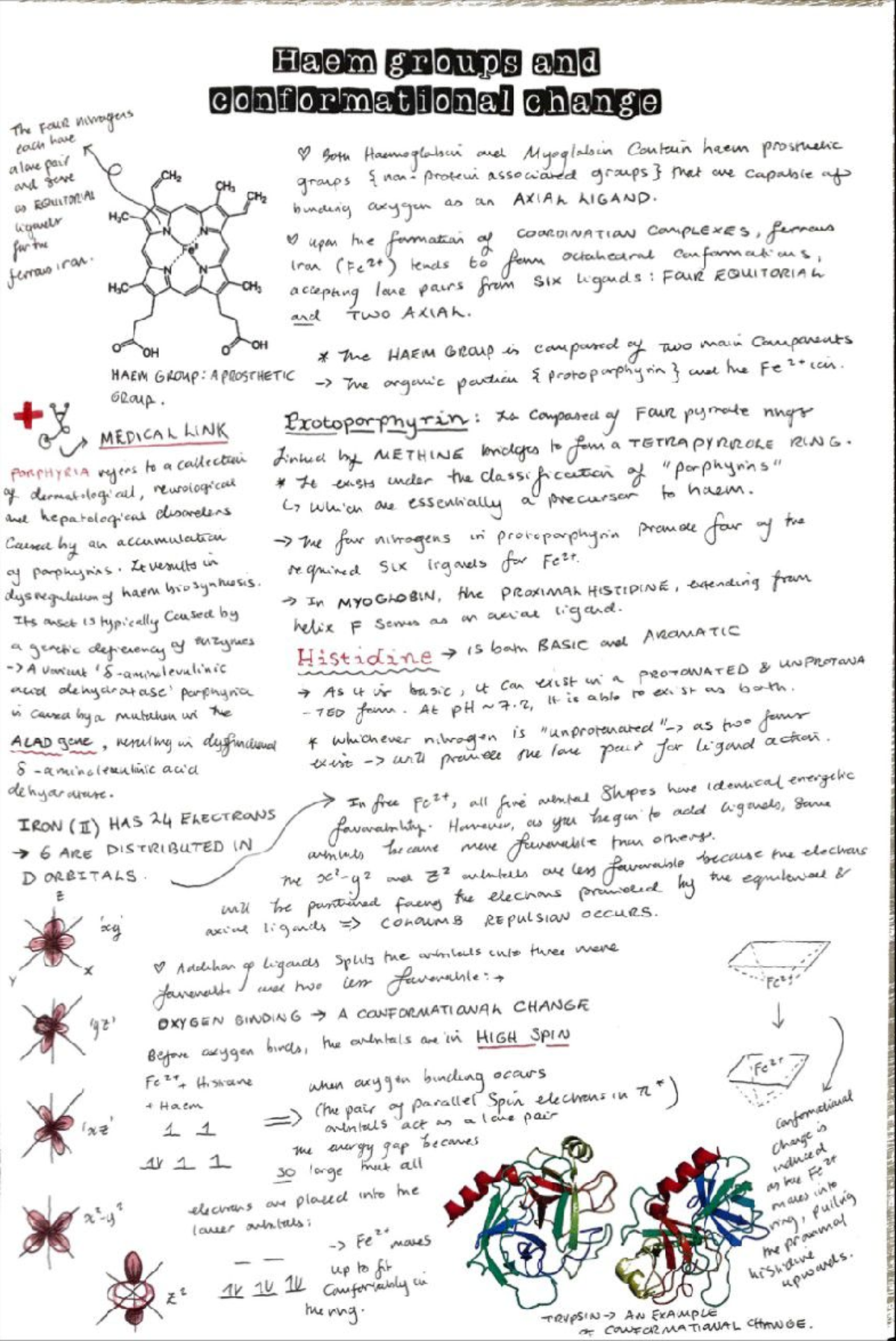 Haem groups and conformational change - C700 - Studocu
