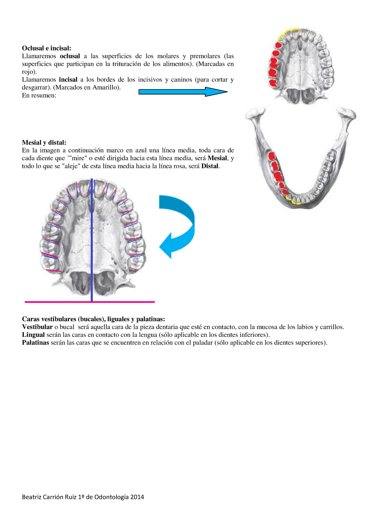 Basico Anatomia Dental Ugr Studocu