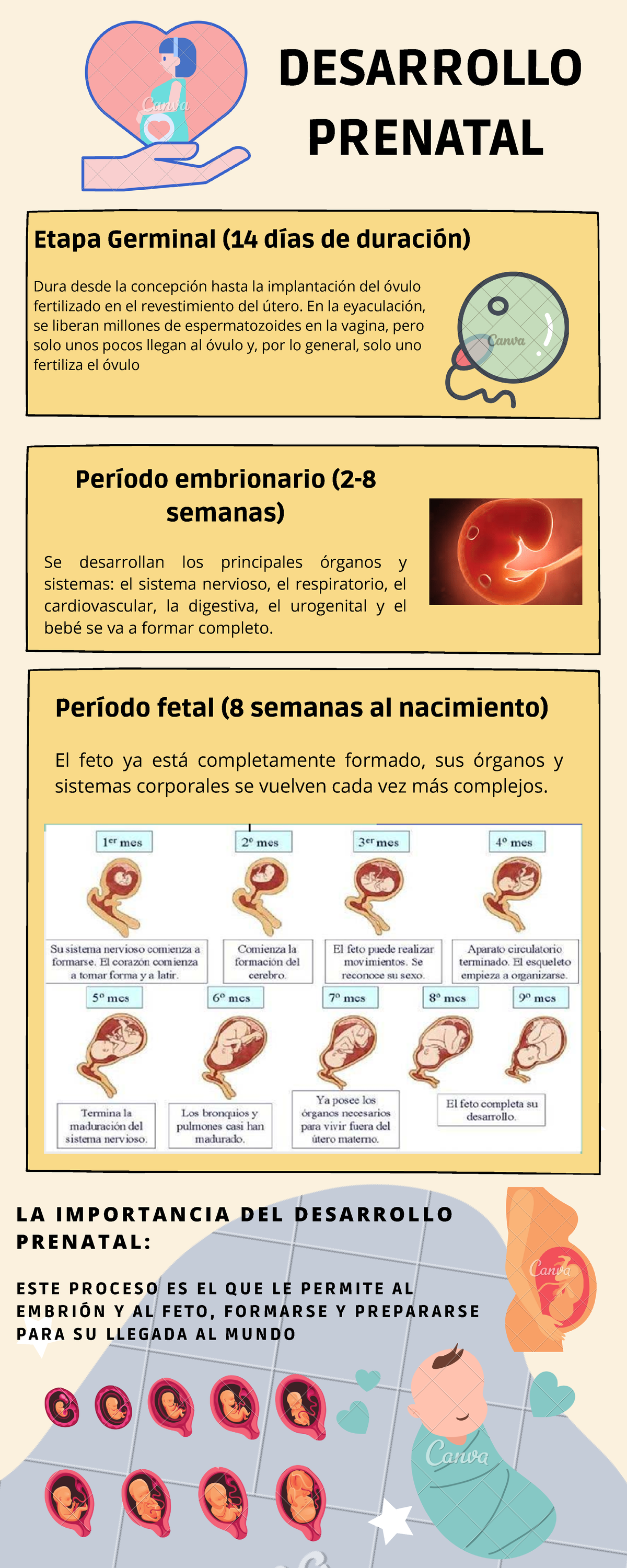 Infografia Prenatal Etapa Germinal Etapa Embrionaria Desarrollo Porn Sex Picture