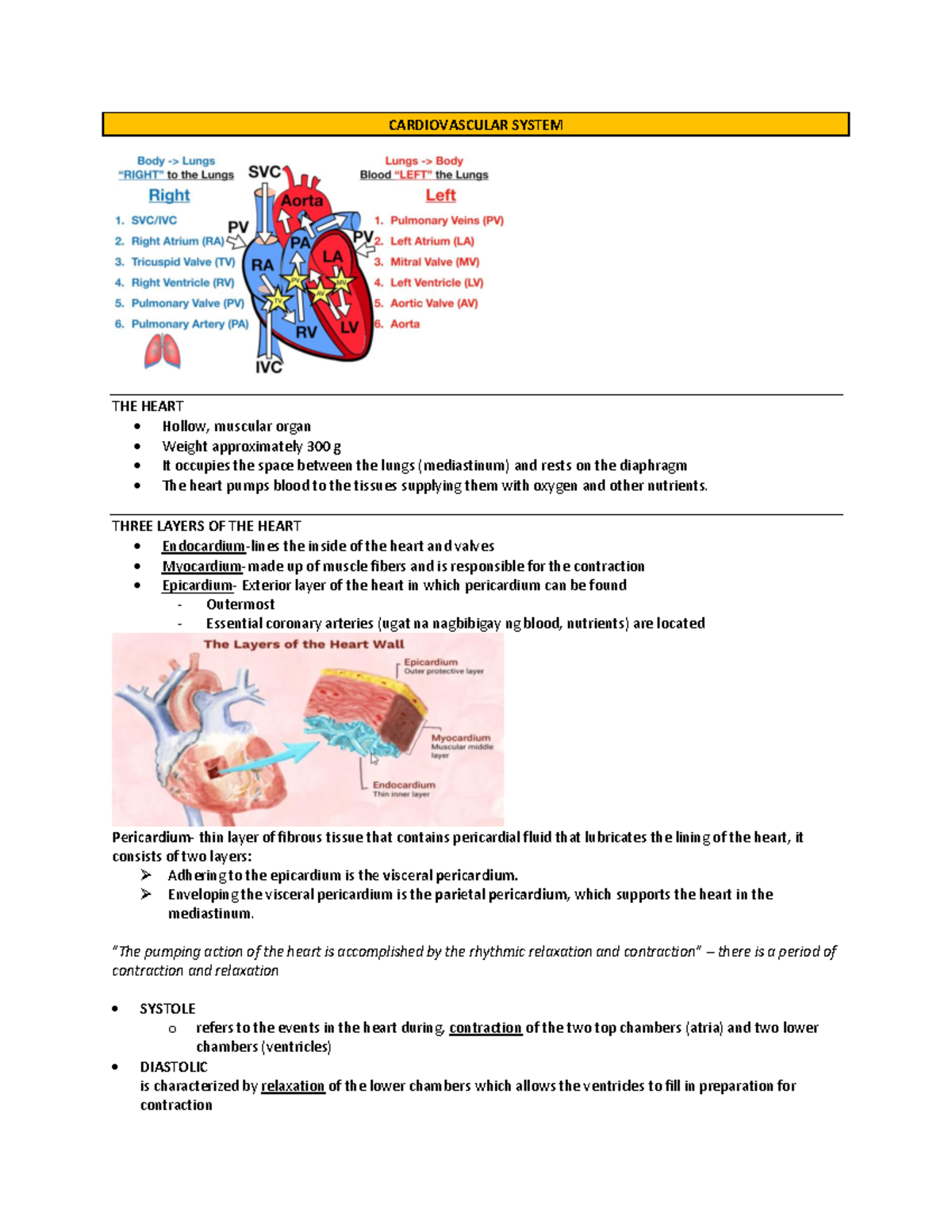 Cardiovascular System - CARDIOVASCULAR SYSTEM THE HEART Hollow ...