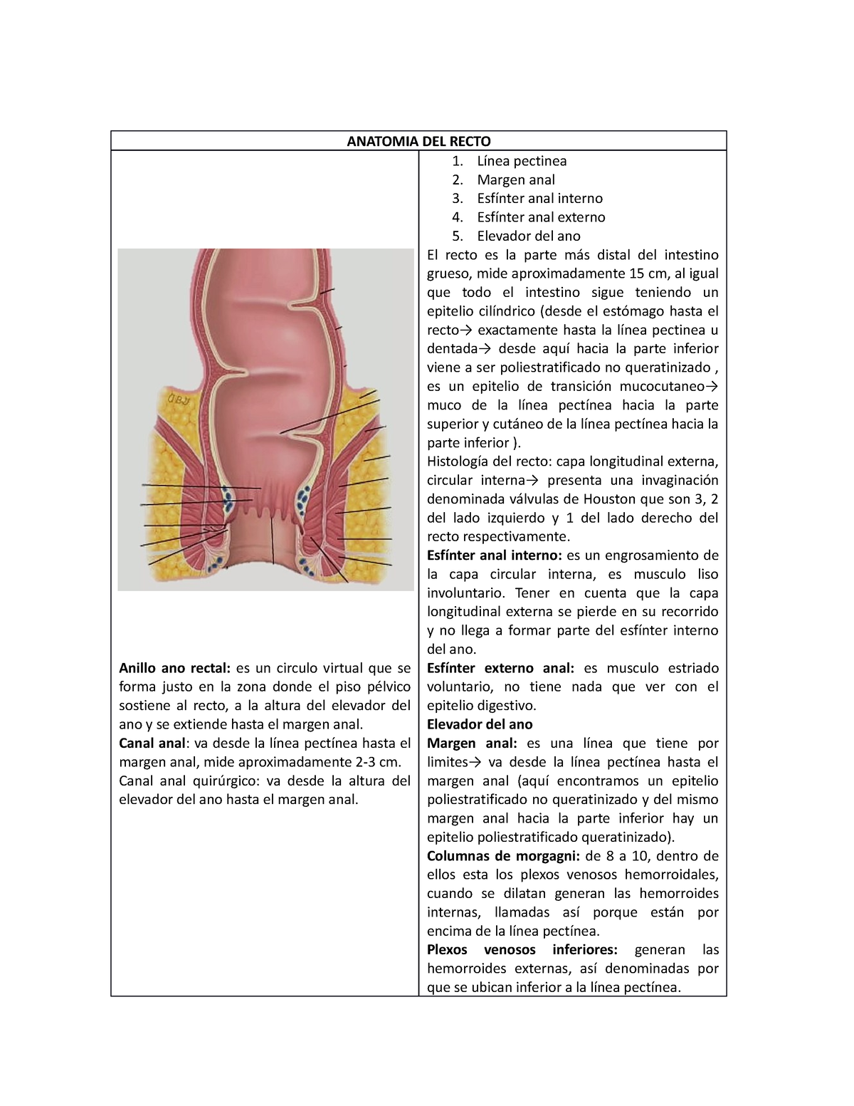 anatomia del recto