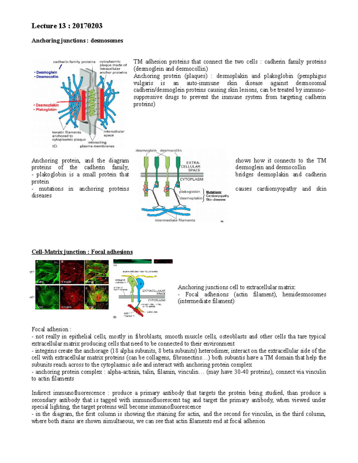 Lecture 1316 Lecture 13 20170203 Anchoring junctions desmosomes
