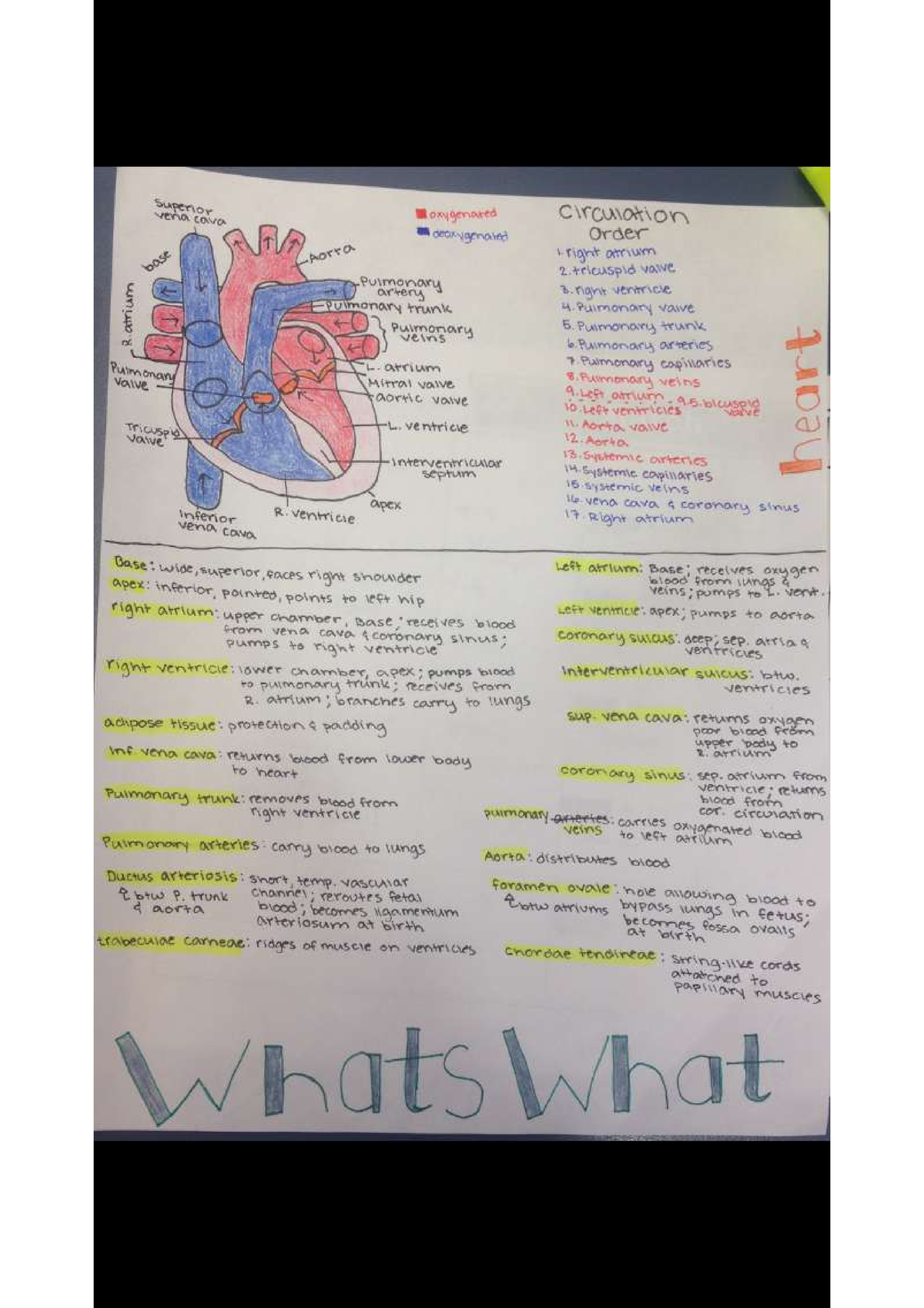 My Anatomy Notes ) - Biology 020 - Studocu