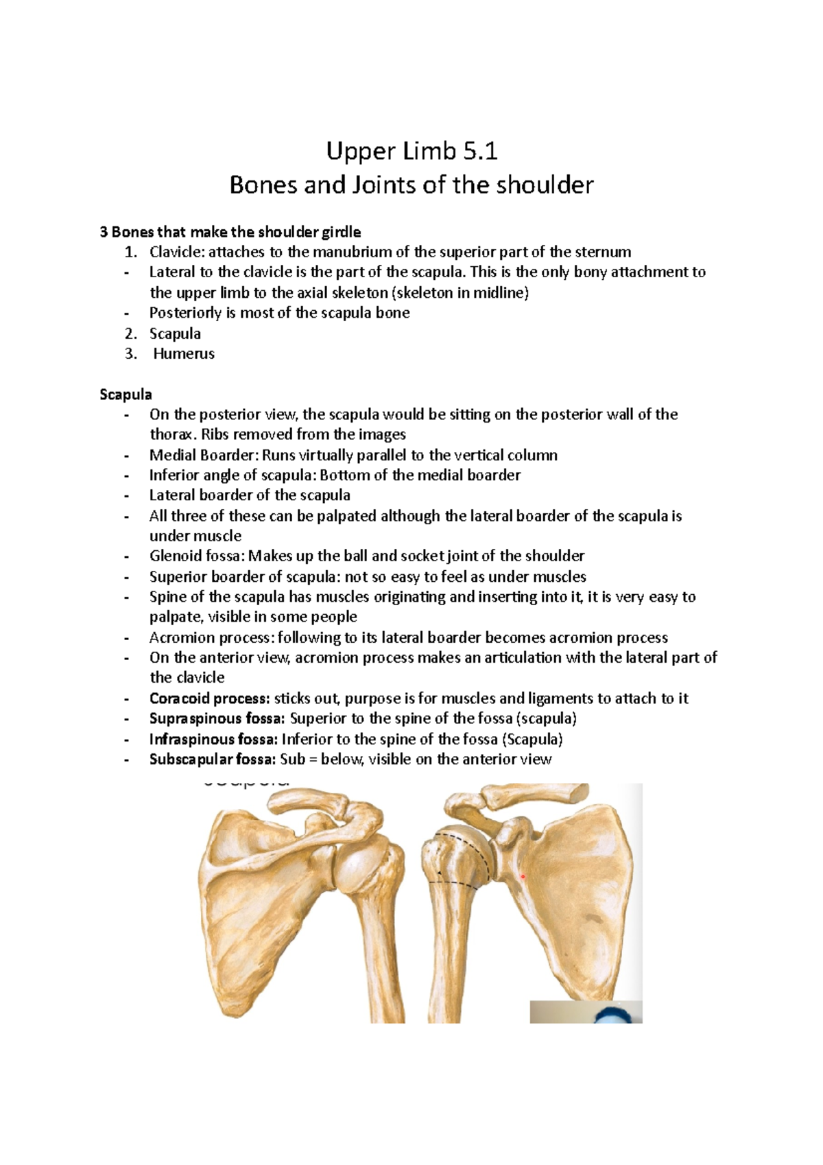 Upper Limb - Notes - Upper Limb 5. Bones And Joints Of The Shoulder 3 ...