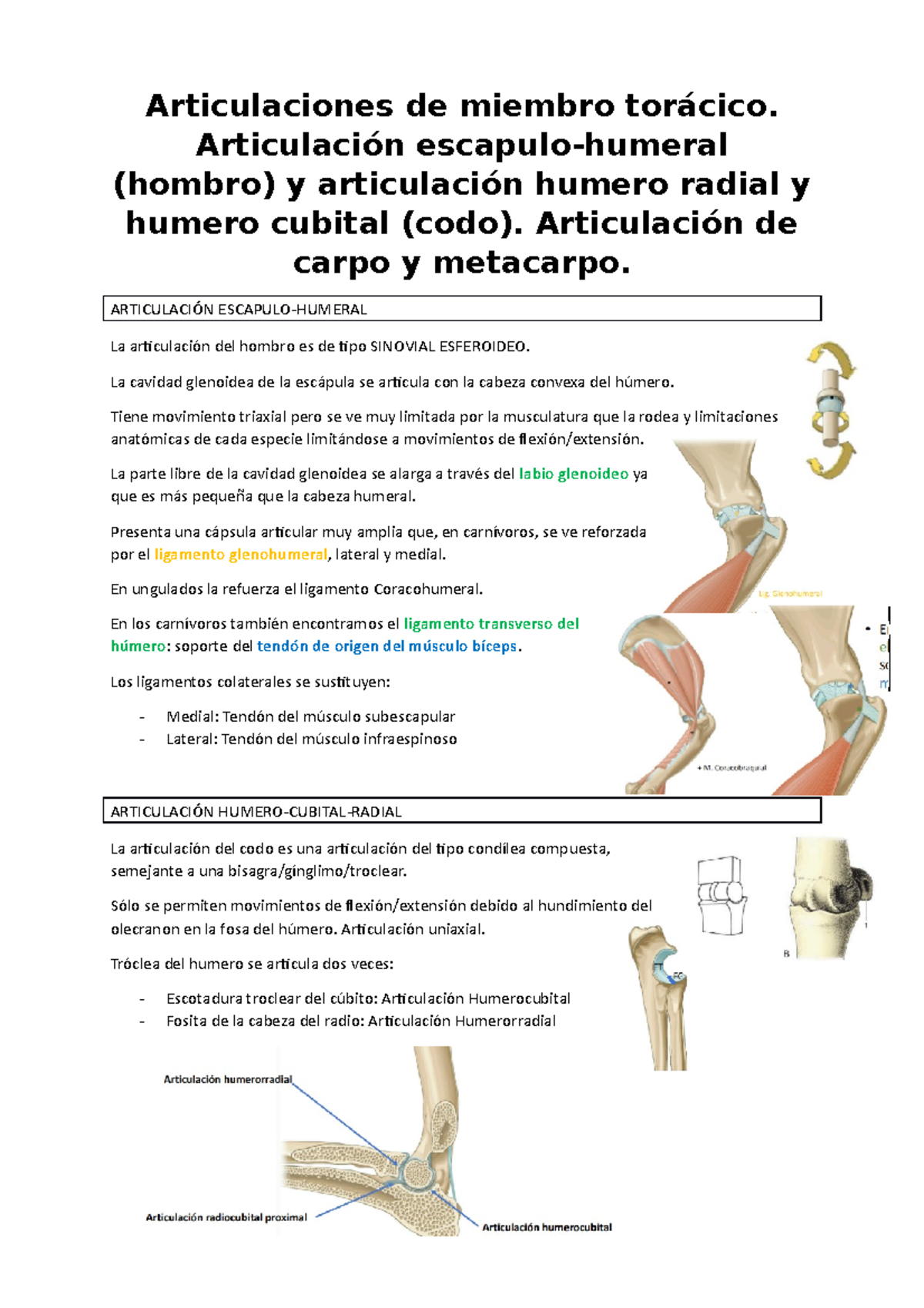 3. Miembro torácico Tema 3 de Artrología. Articulaciones de miembro