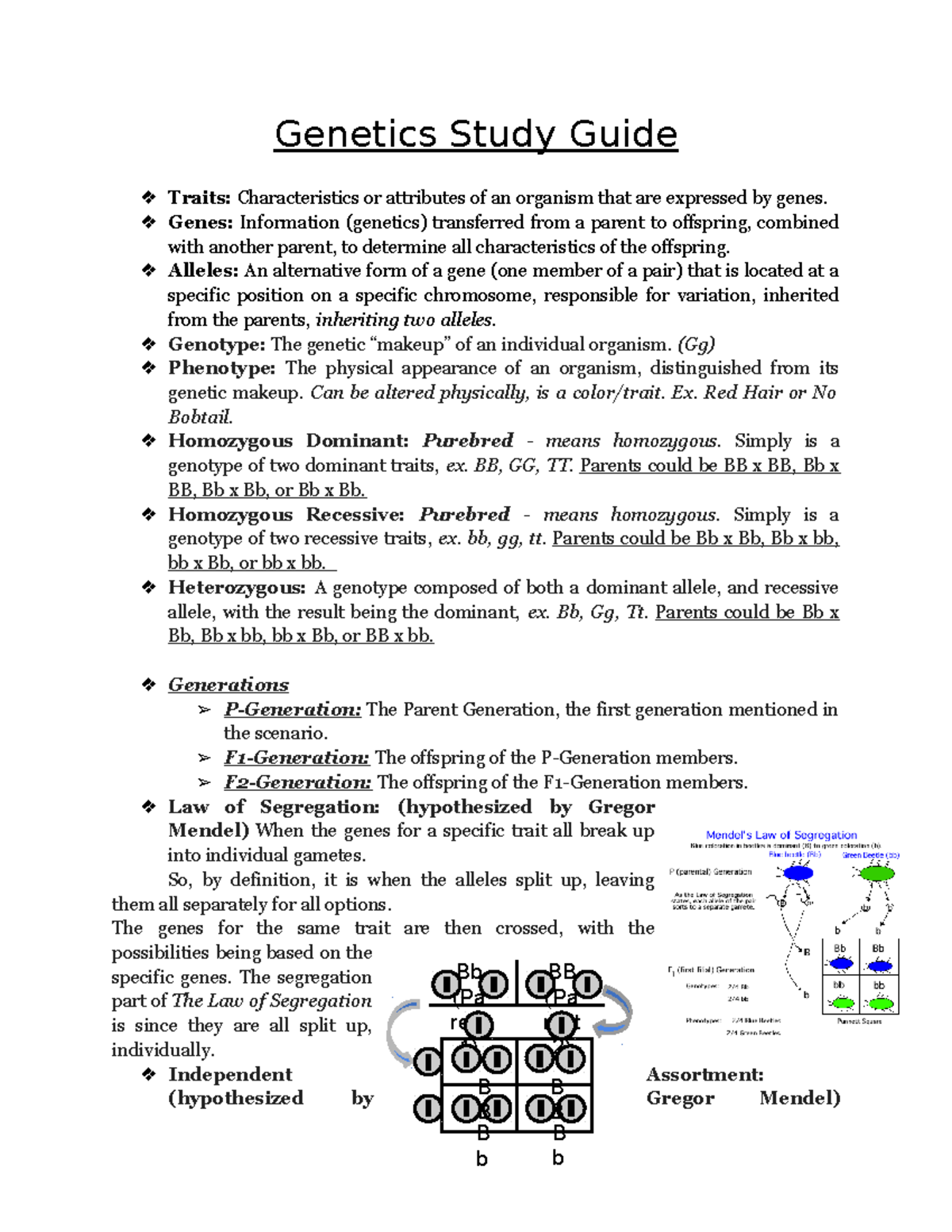 Genetics Study Guide - Bb (Pa Rent 1) BB (Pa Rent 2) B B B B B B B B ...