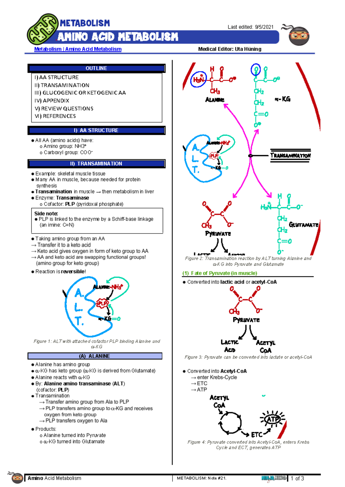 1. Amino Acid Metabolism - 1 of 3 21. AMINO ACID METABOLISM Metabolism ...