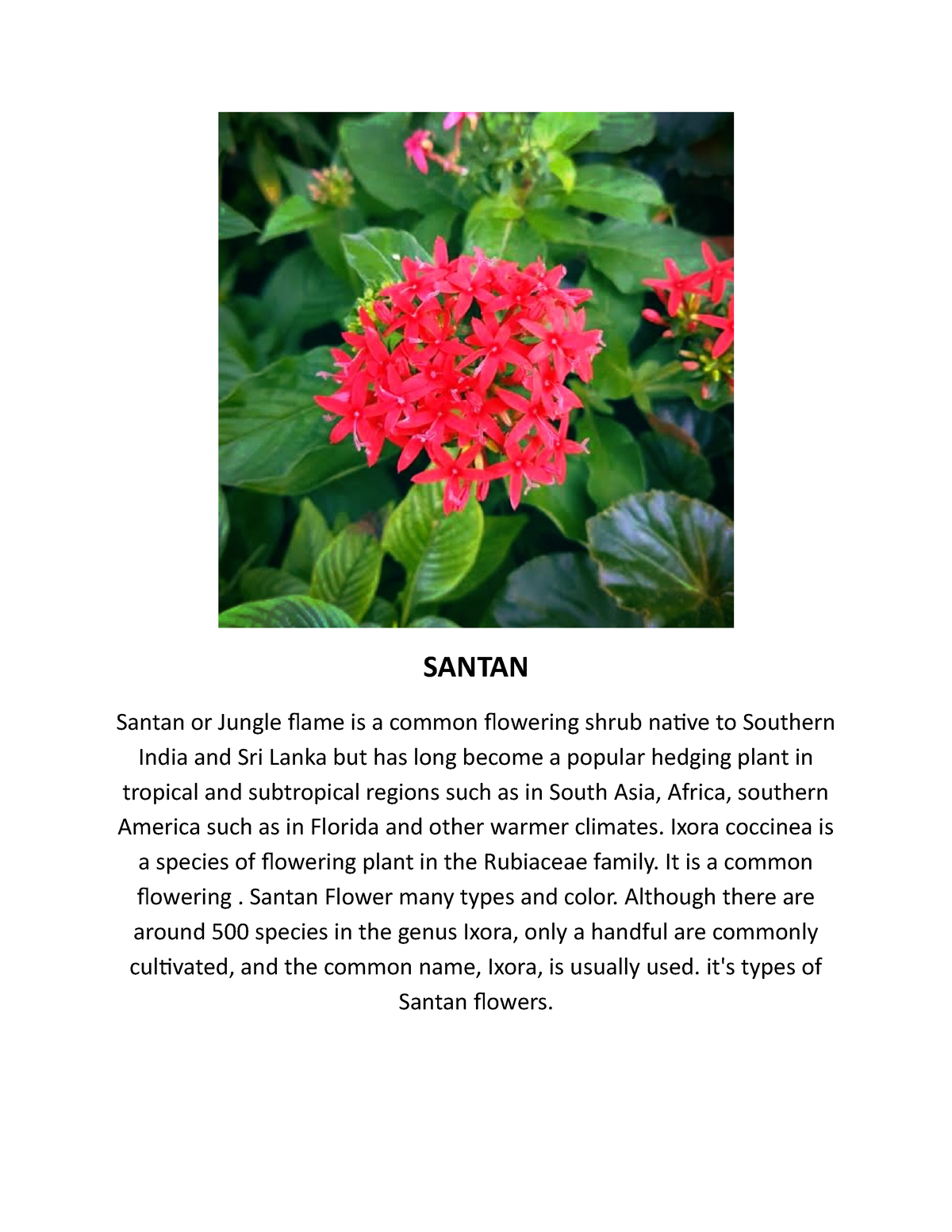 Santan Orchids 2020 Santan Santan Or Jungle Flame Is A Common Flowering Shrub Native To 