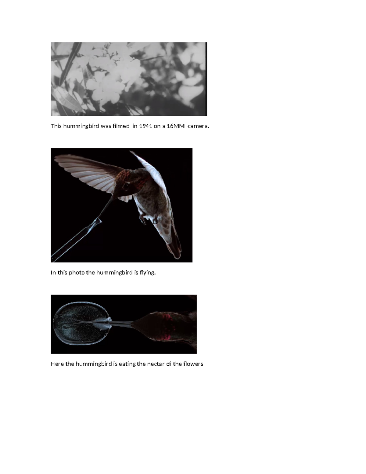This hummingbird was filmed in 1941 on a 16MM camera - Ingles - In this ...