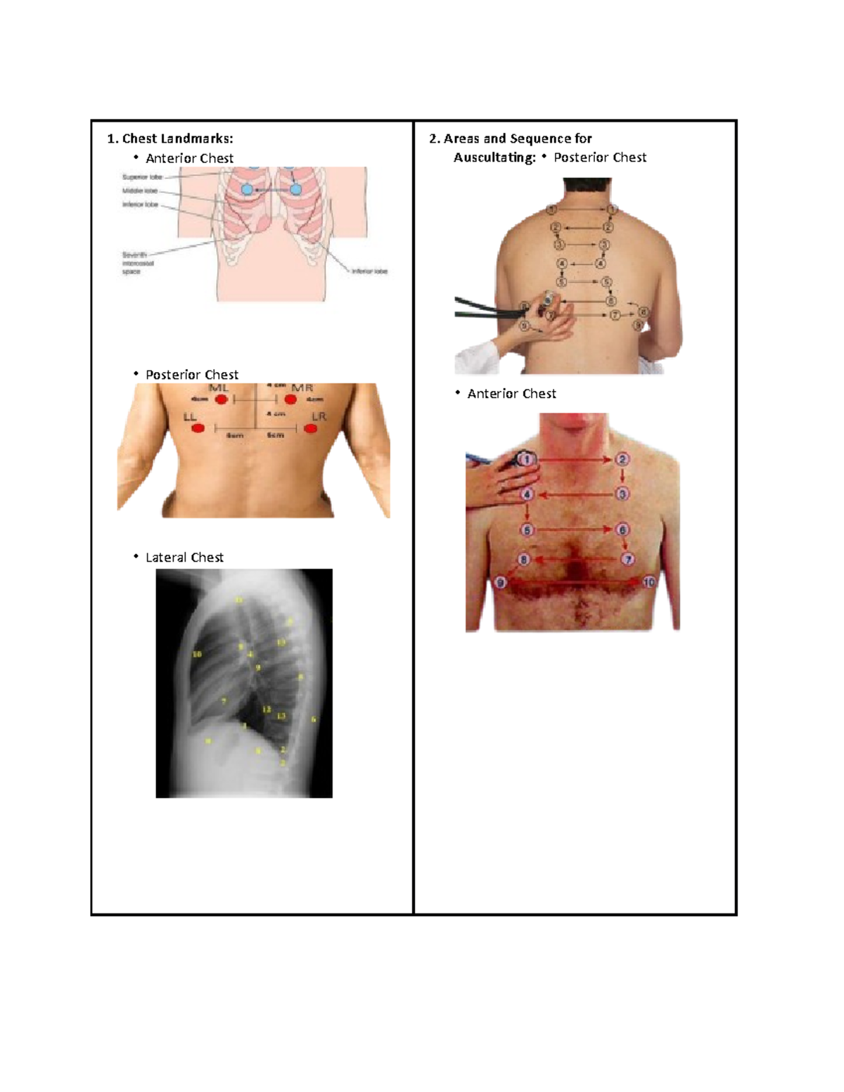 Health Assessment 1. Chest Landmarks Anterior Chest Posterior