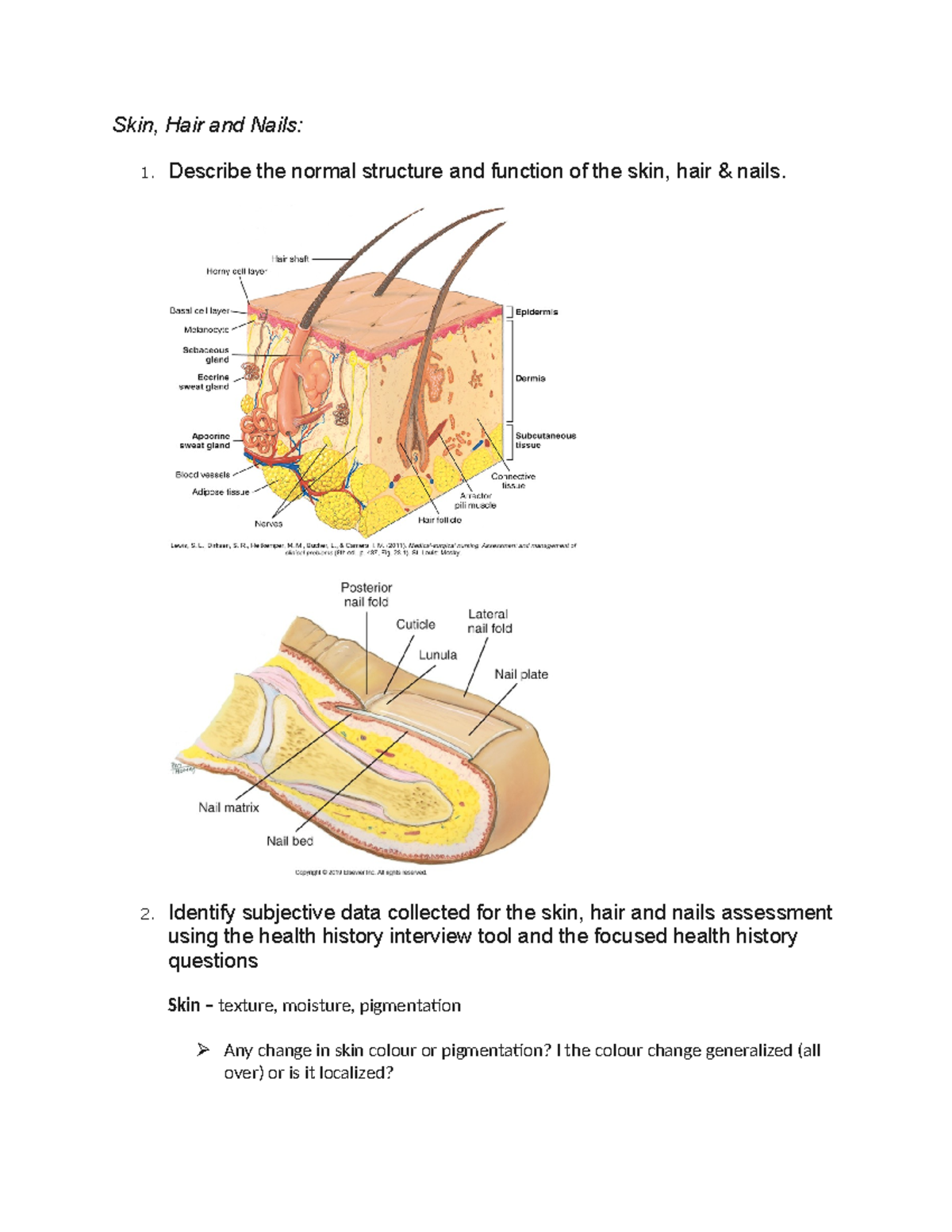 Skin - NOTES - Skin, Hair and Nails: 1. Describe the normal structure ...