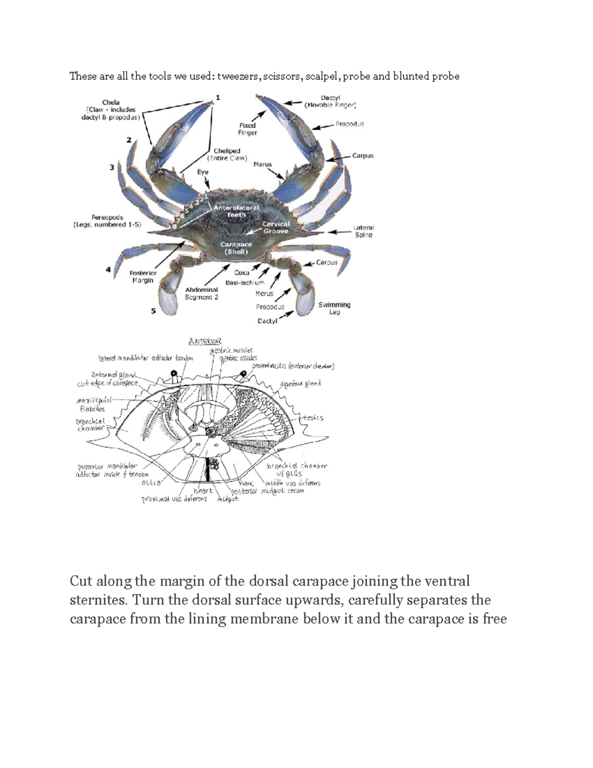 Aiden Sayre - #107 Final Dissection Project (CTA) Information Pages ...
