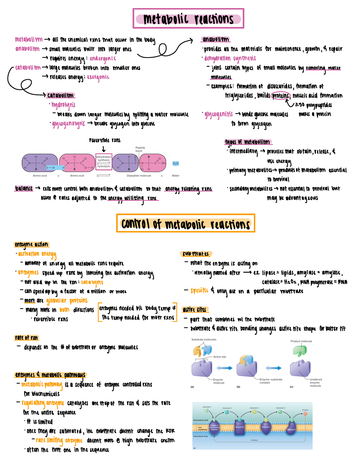 Anatomy Test Two - Metabolic Reactions Metabolism S Allthe Chemical ...