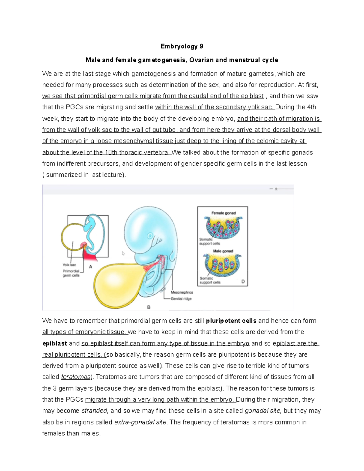 Embryology Lecture Notes 9- male and female Gametogenesis, ovarian and ...