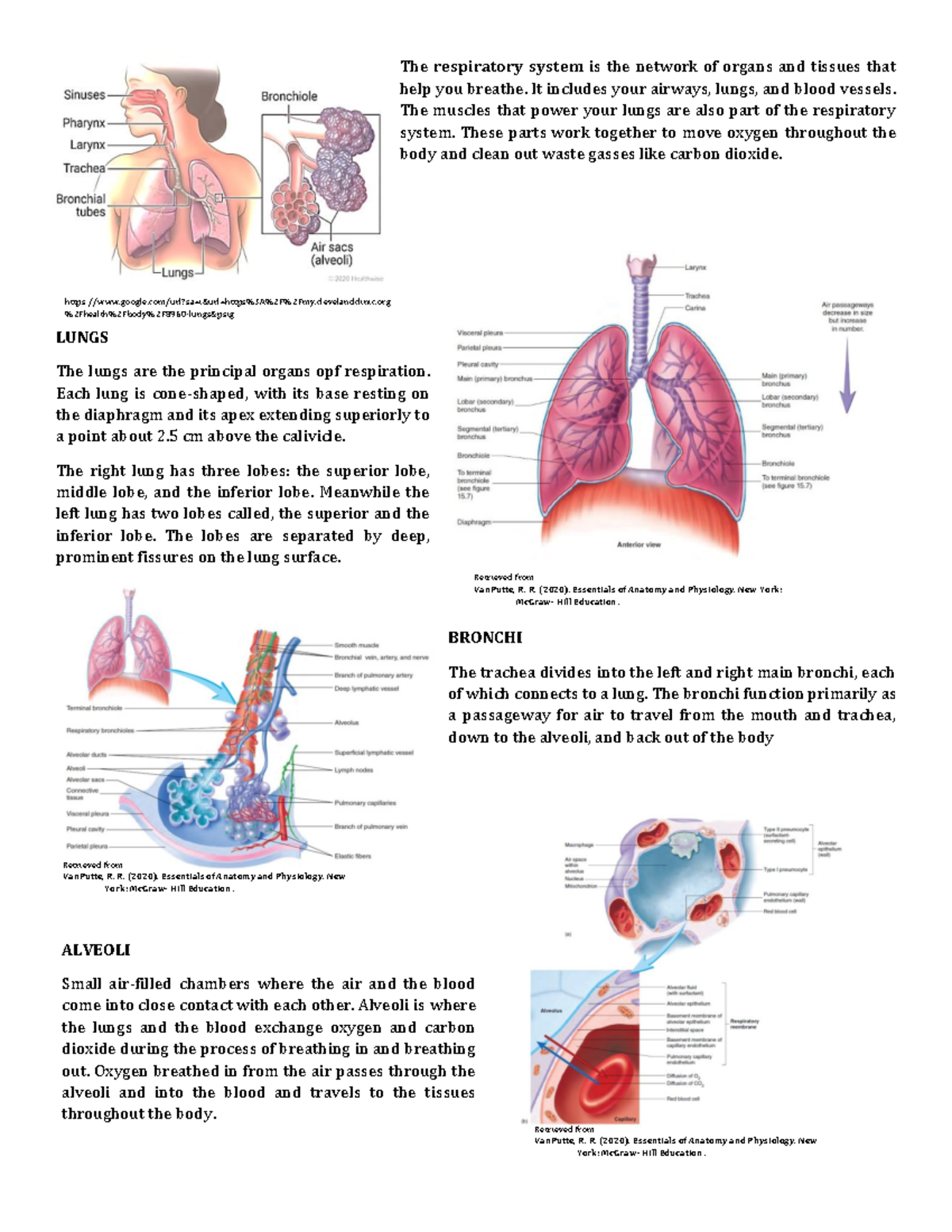 Anatomy OF Respiratory - The respiratory system is the network of ...