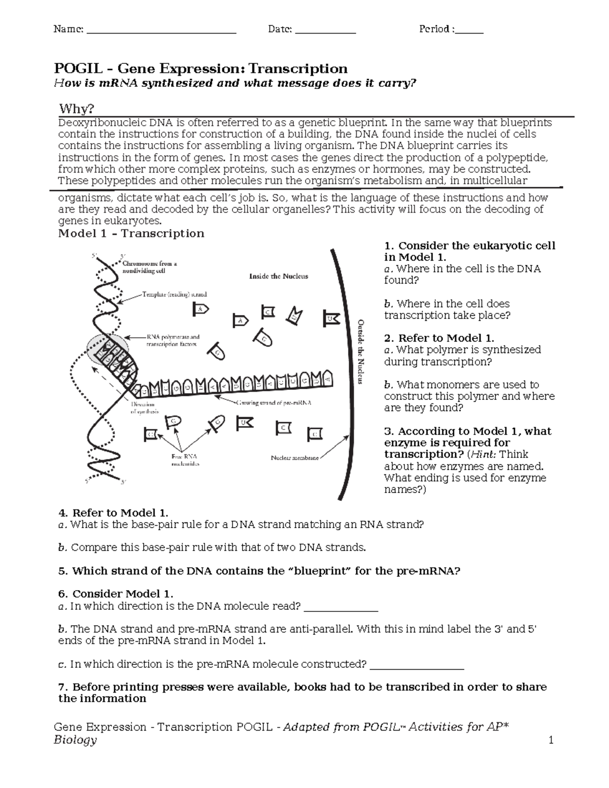 Pogil Gene Expression Transcription - AP Bio - Name