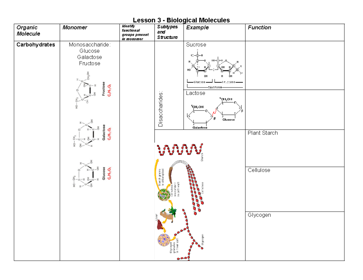 Lesson 3 Biological Molecules Chart1 Lesson 3 Biological Molecules
