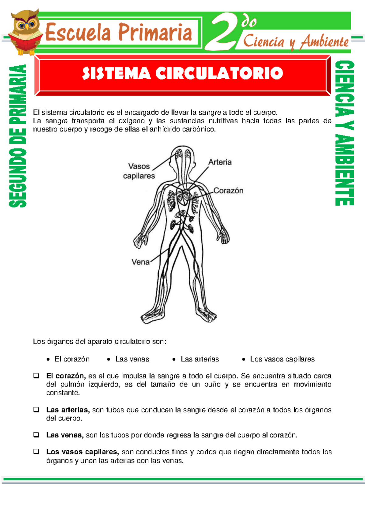 Aparato Circulatorio para Segundo de Primaria - El sistema circulatorio ...