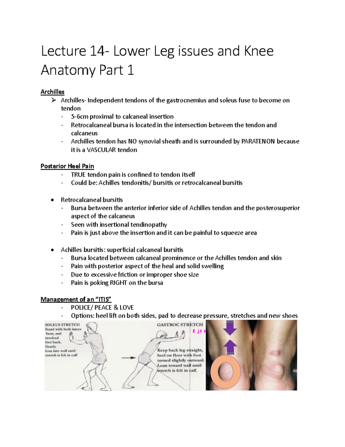 2236- Lecture 14 - Lecture 14- Lower Leg issues and Knee Anatomy Part 1 ...