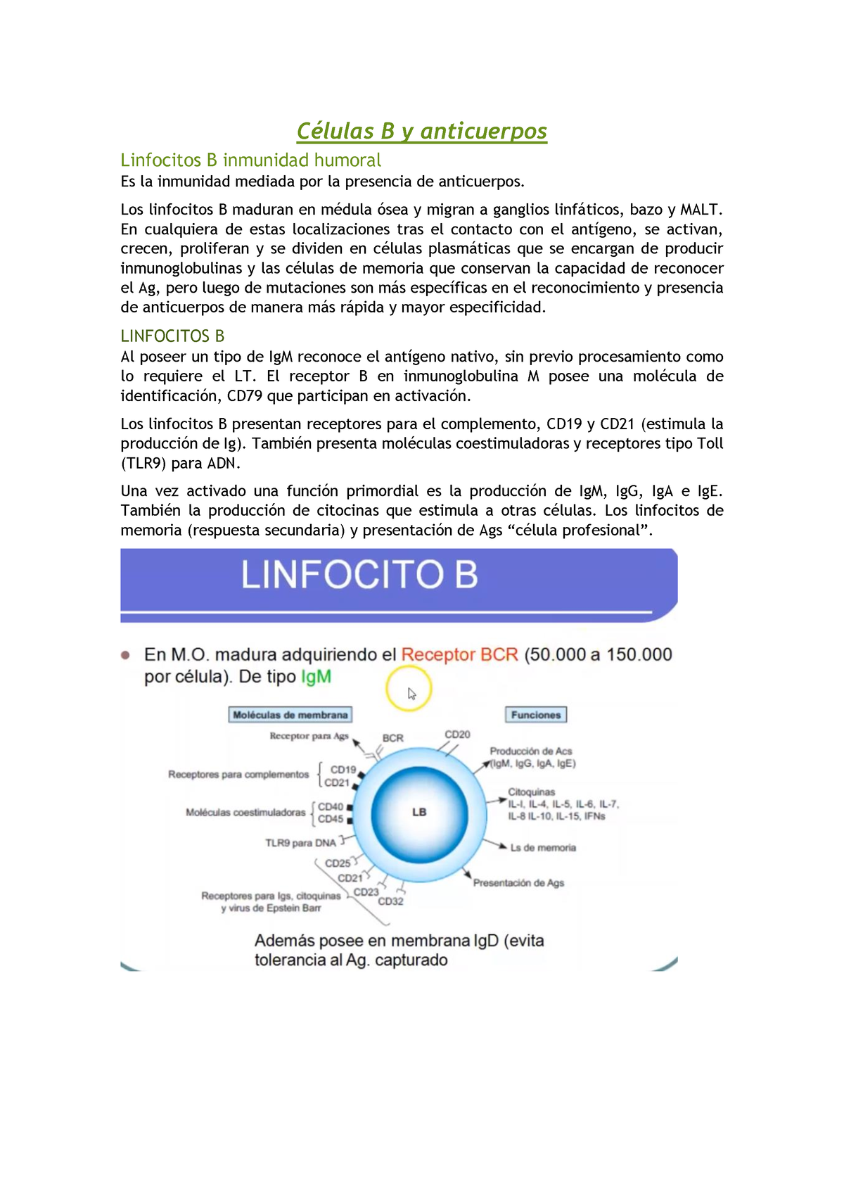 Células B Y Anticuerpos - Células B Y Anticuerpos Linfocitos B ...