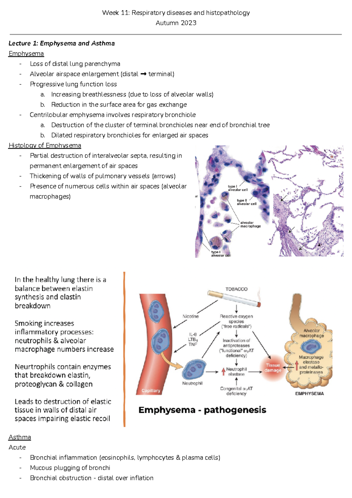 Week 11 Respiratory diseases and histopathology - Google Docs - SHS 210 ...