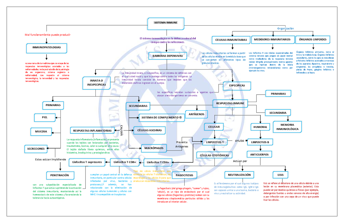 Sistema Inmune MAPA Conceptual - La fagocitosis (del griego phagein,  "comer" y kytos, - Studocu