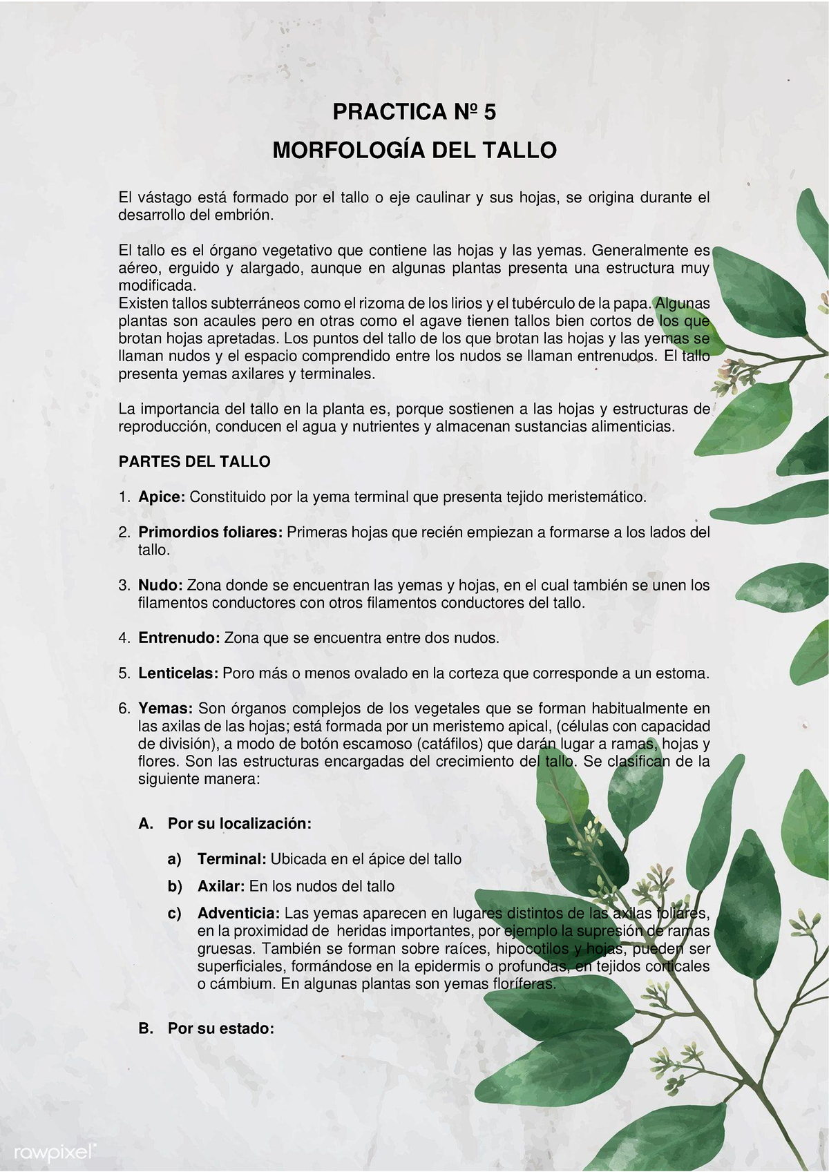 Practica Nº 5 Morfologia Del Tallo Imprimir Practica Nº 5 MorfologÍa Del Tallo El Vástago Está 4245