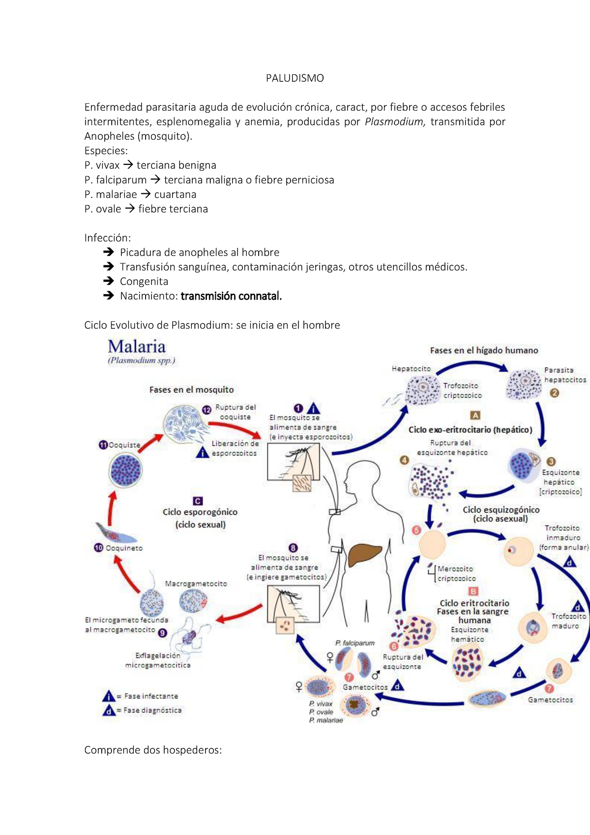 Paludismo - PALUDISMO Enfermedad Parasitaria Aguda De Caract, Por ...