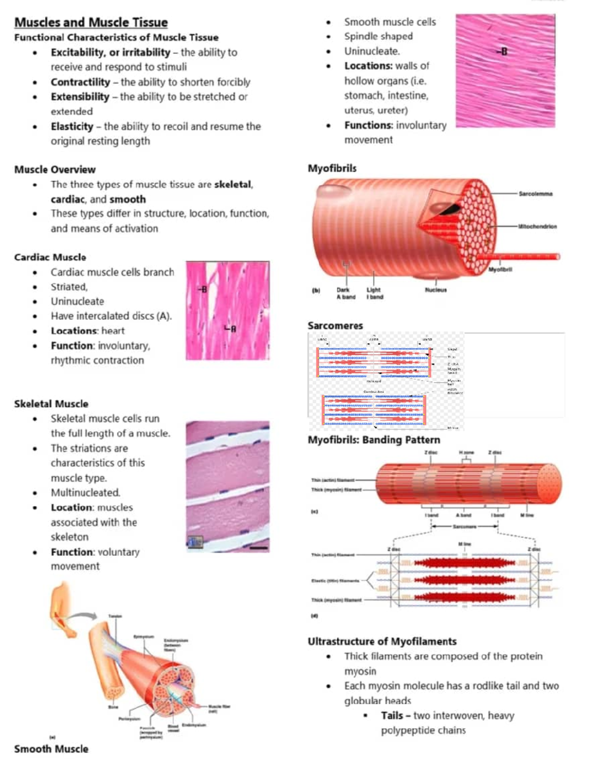 Muscle Tissue Lecture - Histology - Studocu