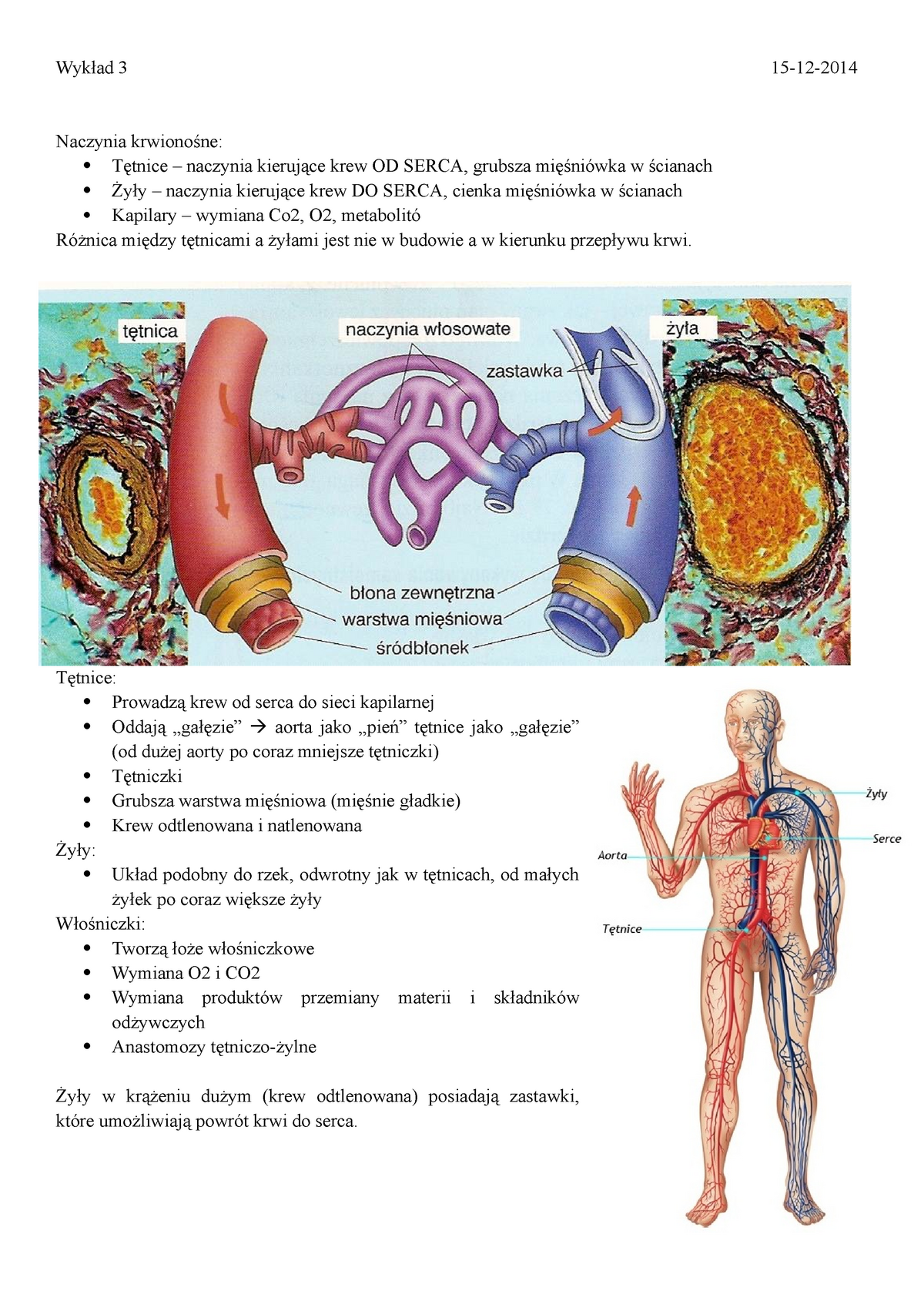 Wykład 3 Wykład3 Wykład 3 15 12 Naczynia Krwionośne Tętnice Naczynia Kierujące Krew Od 4475