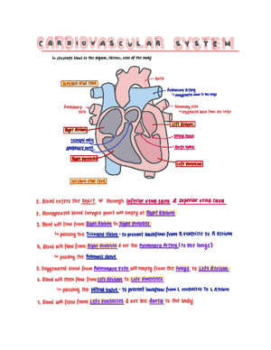 Anatomy And Physiology II Exam 2, Flashcards Quizlet - Anatomy And ...