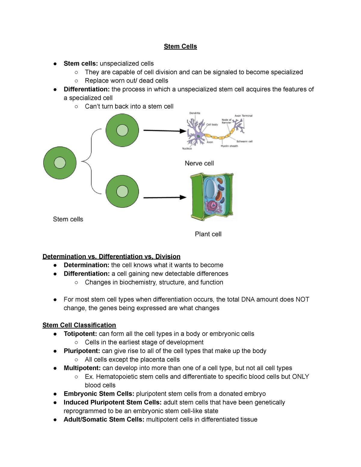 stem cells term paper