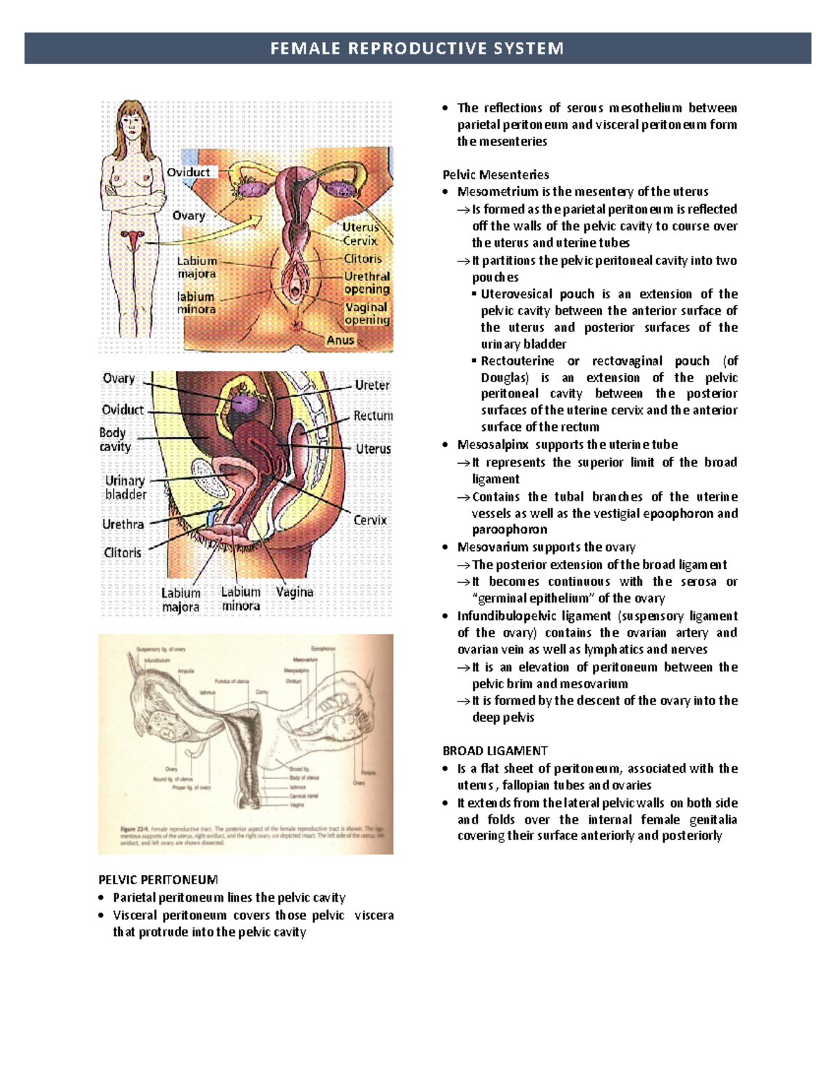 Gross Anatomy of Female Reproductive System - PELVIC PERITONEUM ...