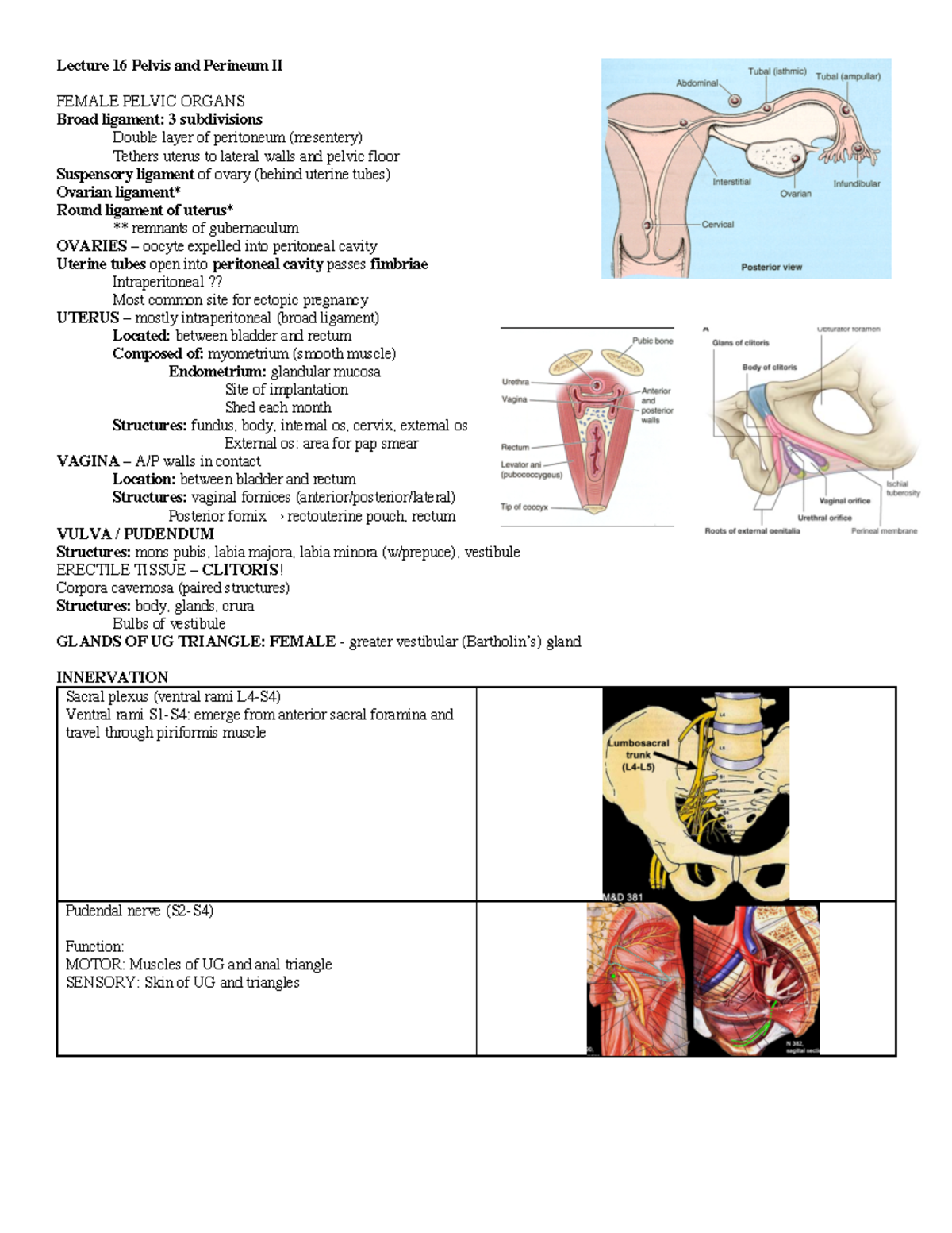 Gubernaculum Ovary