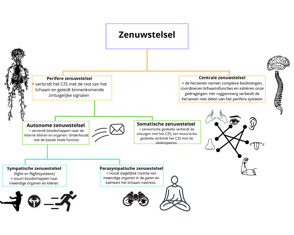 Zenuwstelsel - Zenuwstelsel Perifere Zenuwstelsel = Verbindt Het CZS ...