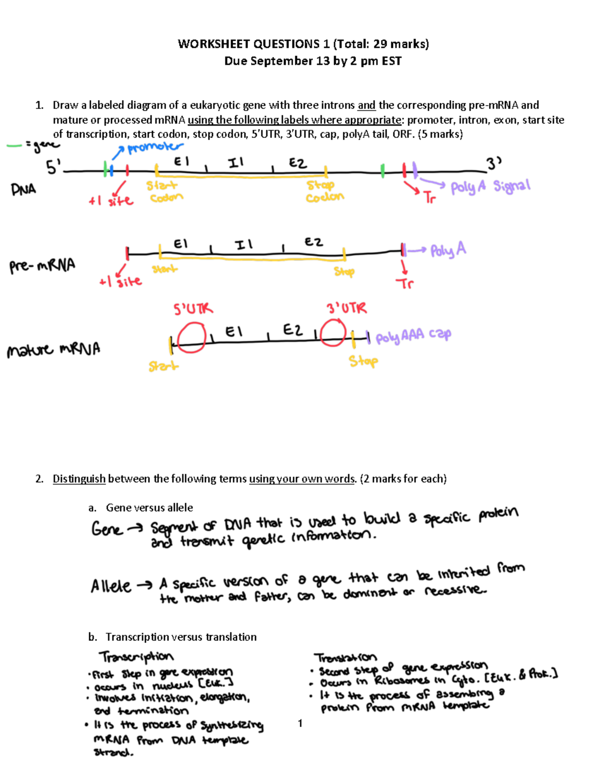 Worksheet Questions 1 1 1. Draw a labeled diagram of a eukaryotic gene with three introns and