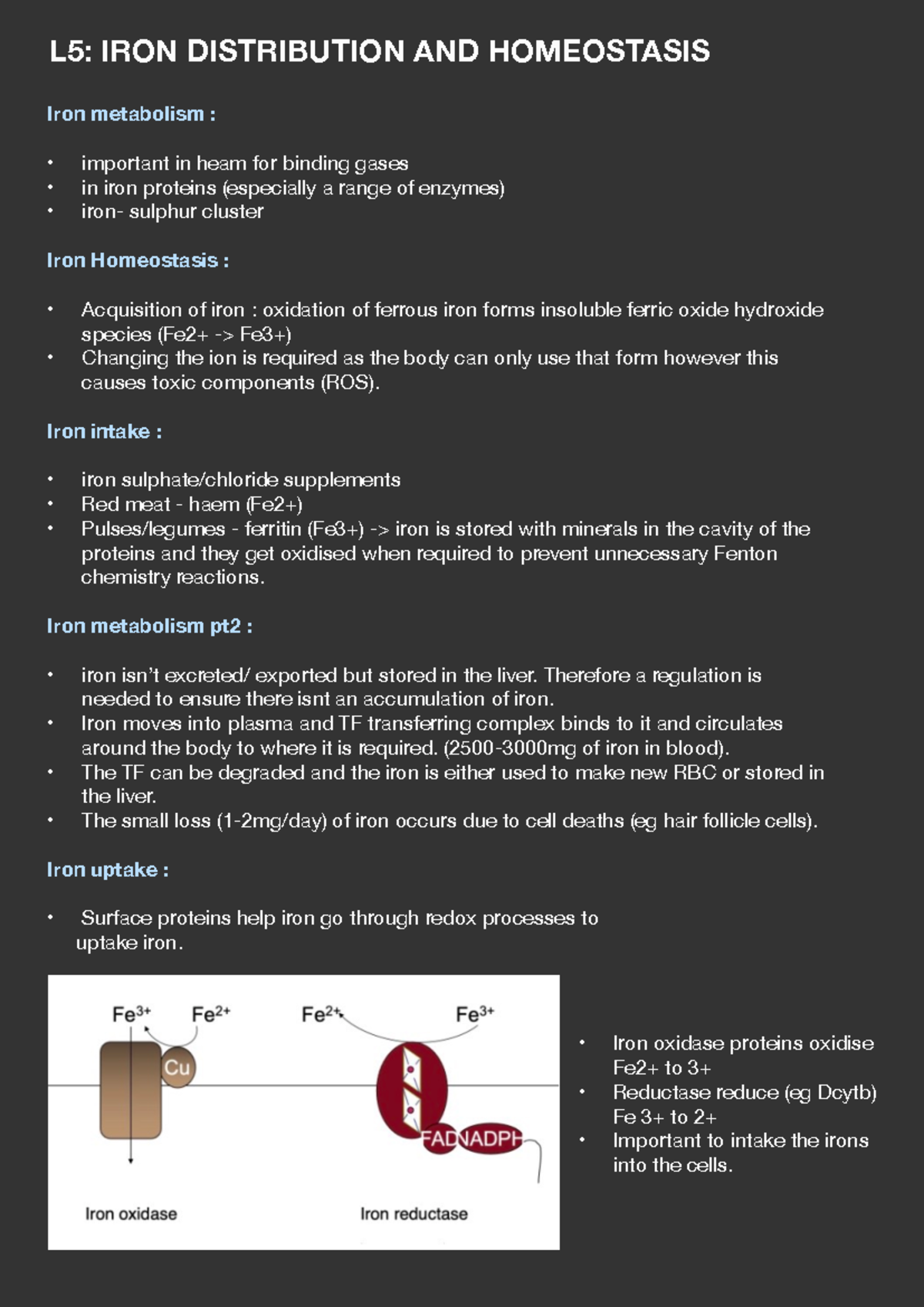 L5 Notes - L5: IRON DISTRIBUTION AND HOMEOSTASIS Iron metabolism ...