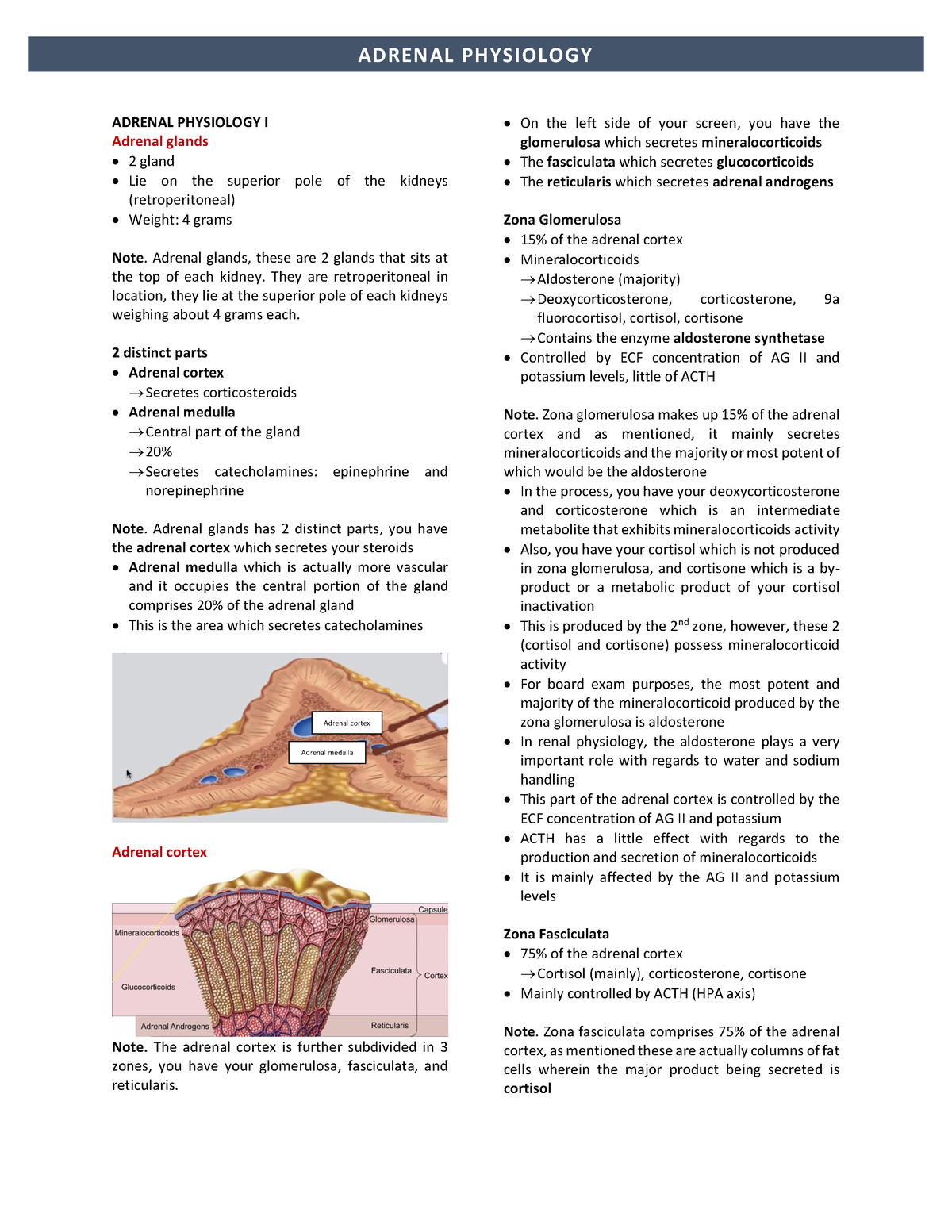 adrenal-physiology-adrenal-physiology-i-adrenal-glands-2-gland-lie-on