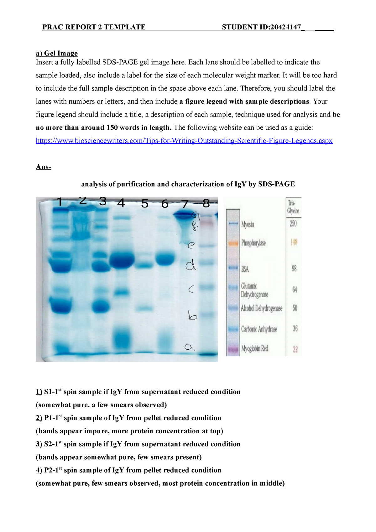 research paper on sds page