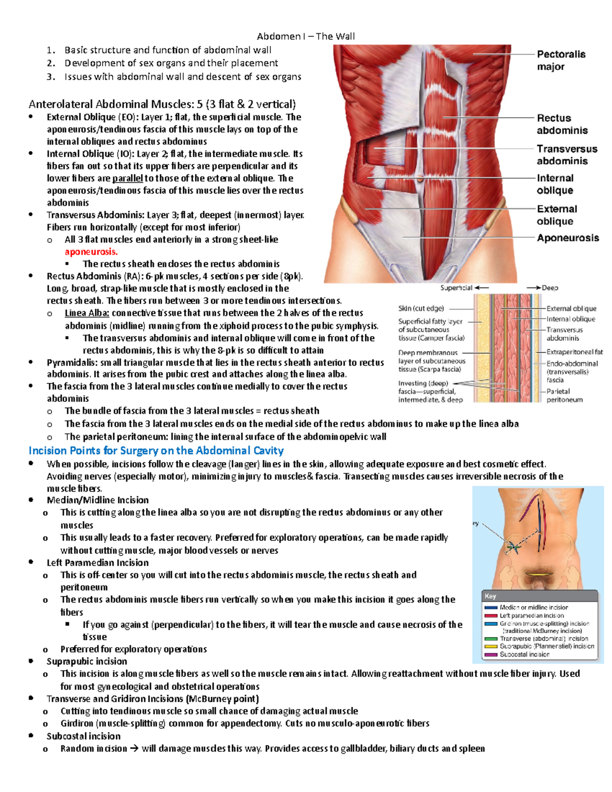 1. Abdomen I - Notes from the textbook with an emphasis on what the ...