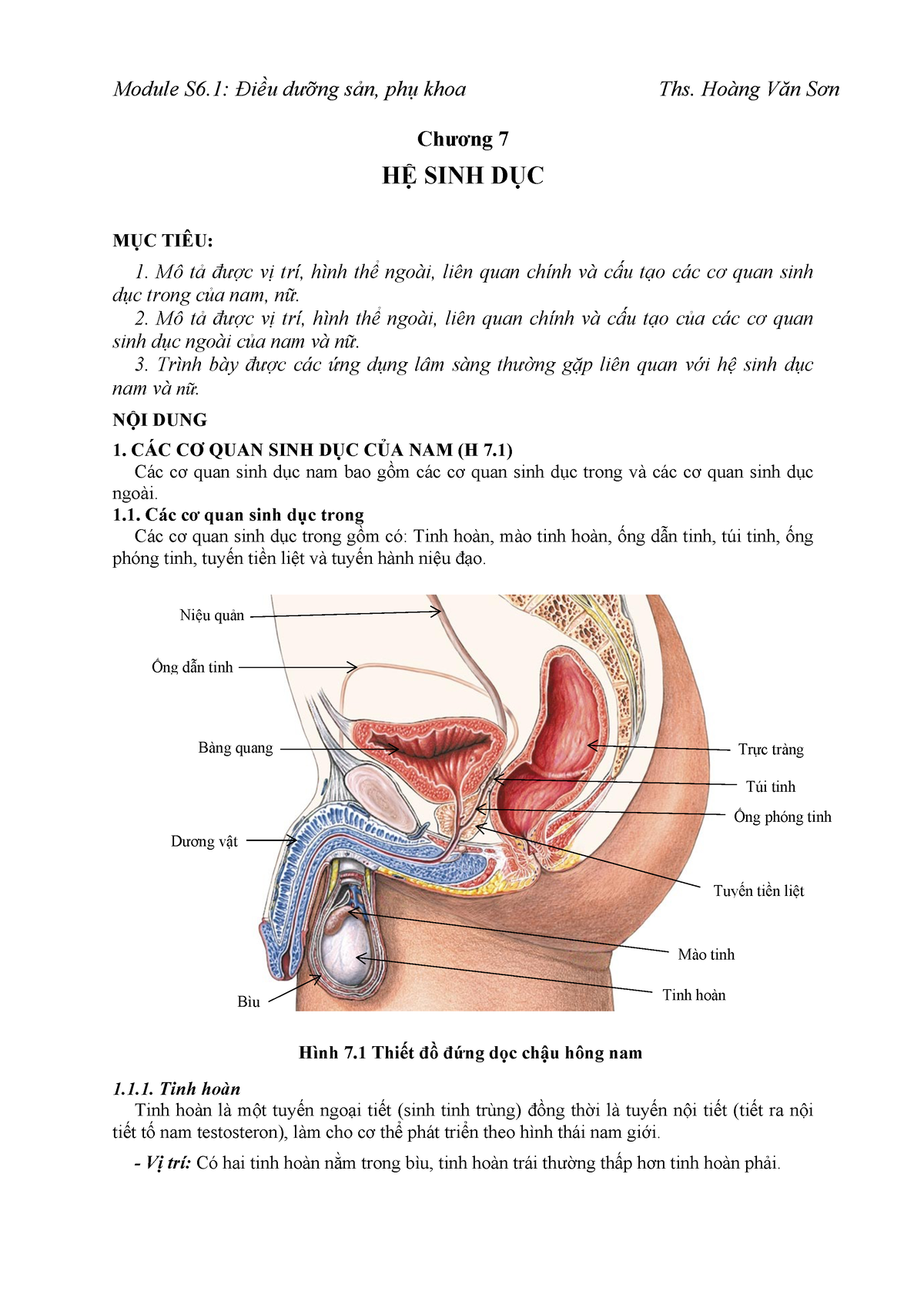 Dương vật của nam giới Cấu trúc vai trò và chức năng  YouMed