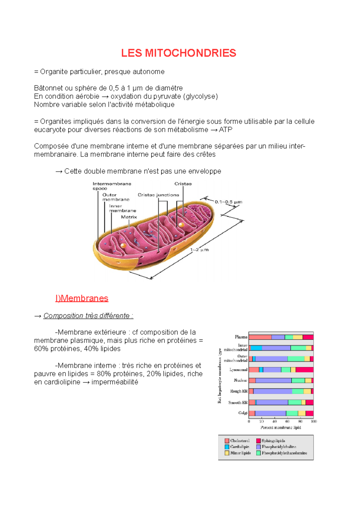 Cours 8 - LES Mitochondries - LES MITOCHONDRIES = Organite Particulier ...