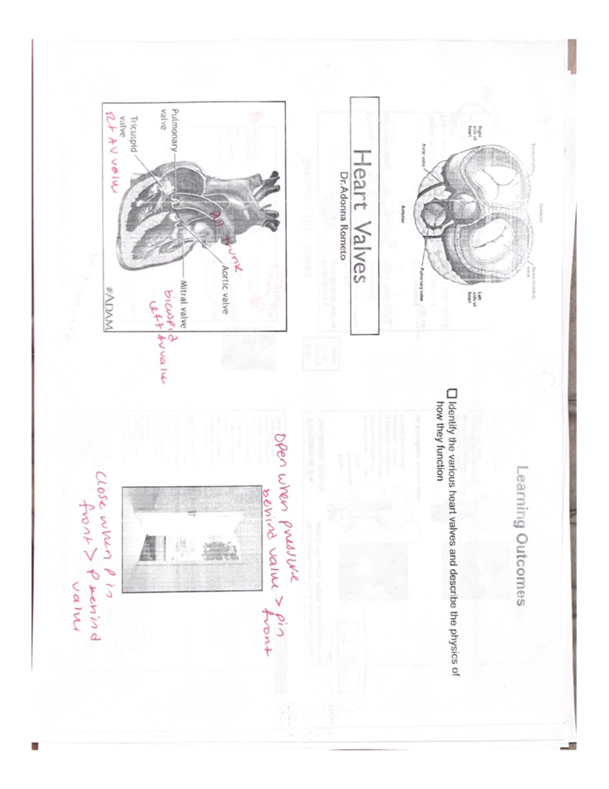 Heart Valves BIO 202 NAU Studocu