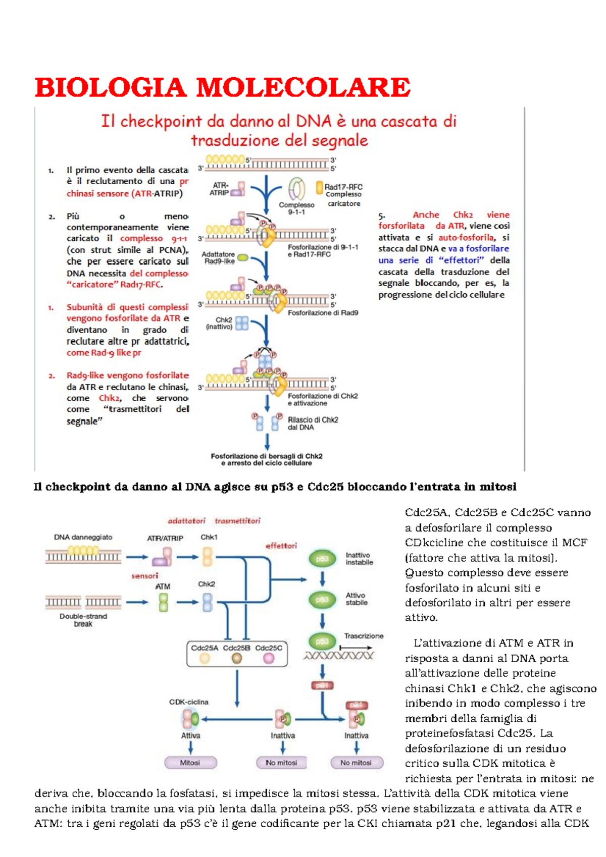 Dispensa Di Biologia Molecolare - BIOLOGIA MOLECOLARE Il Checkpoint Da ...