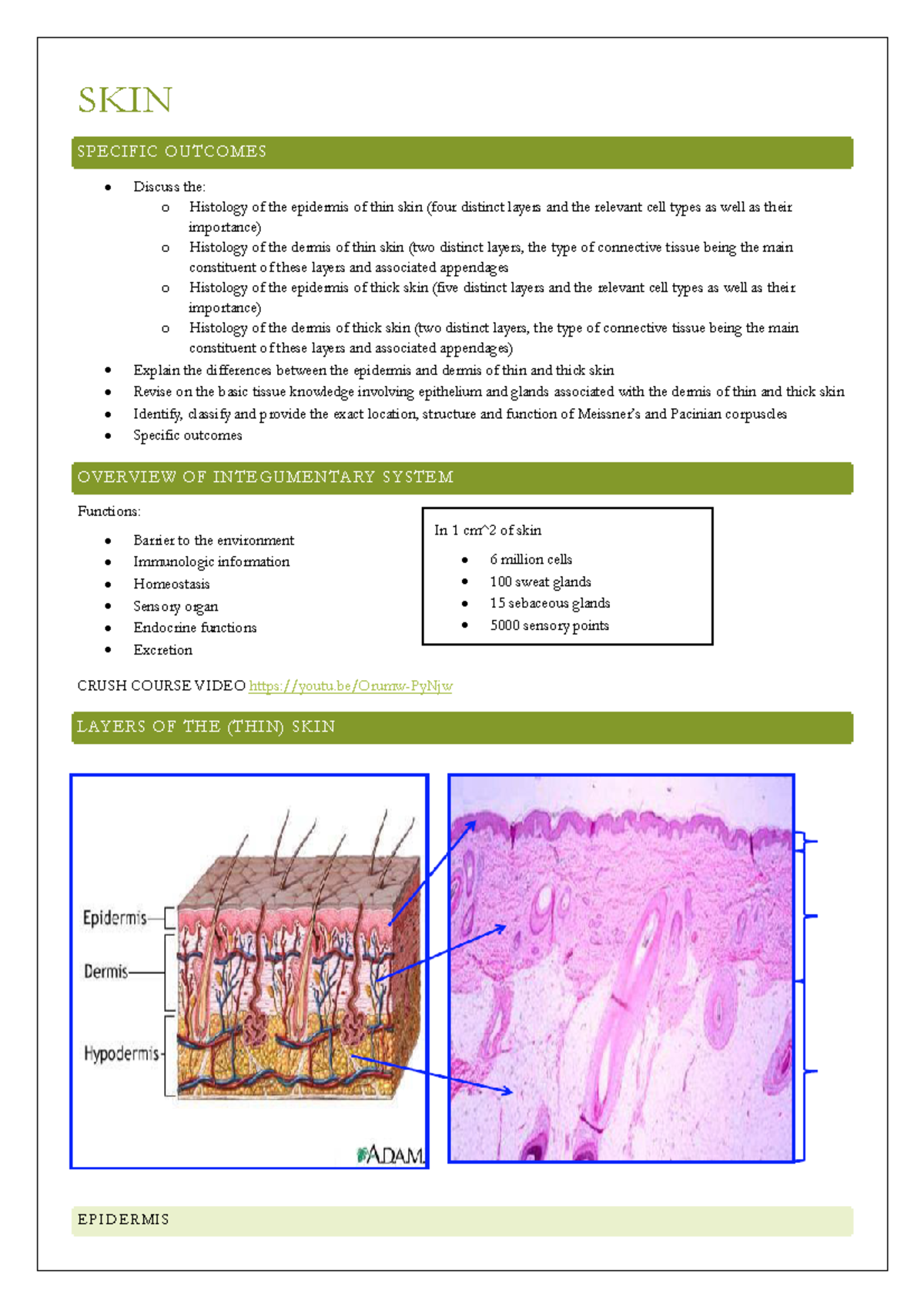 skin-notes-skin-specific-outcomes-discuss-the-o-histology-of-the