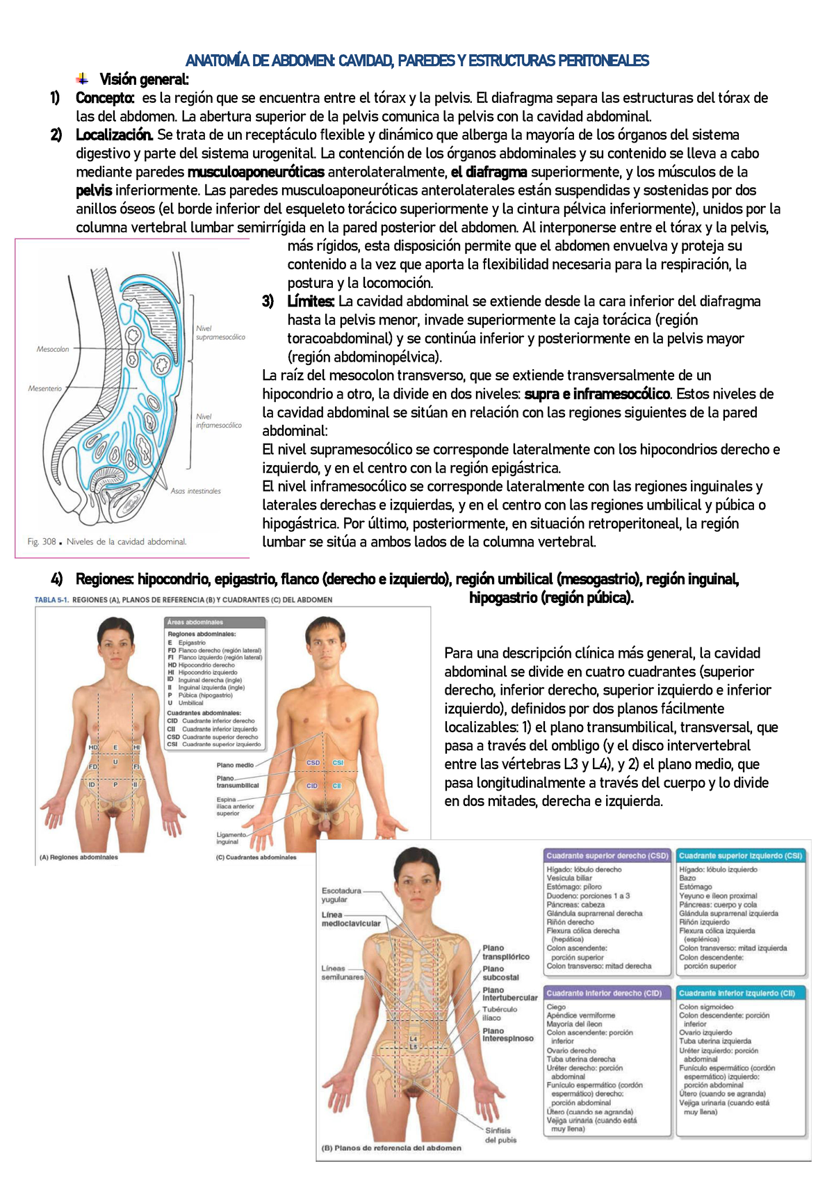 4 regiones abdominales