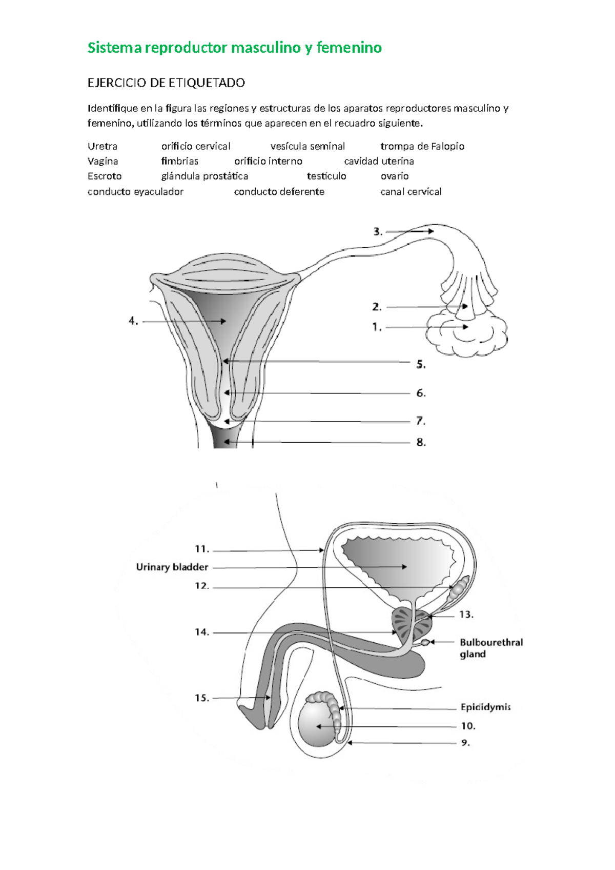 Sistema Reproductor - Uretra orificio cervical vesícula seminal trompa ...