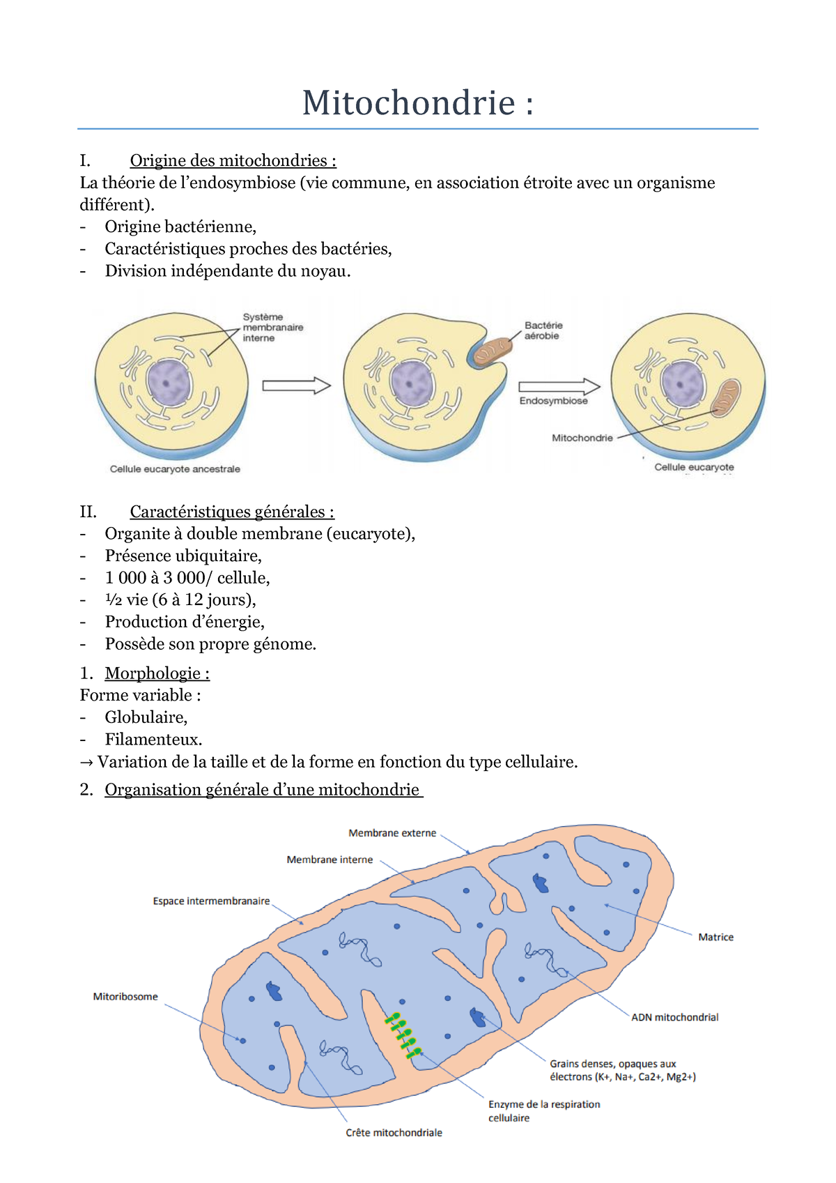 Mitochondrie - Origine Des Mitochondries : La Théorie De L’endosymbiose ...