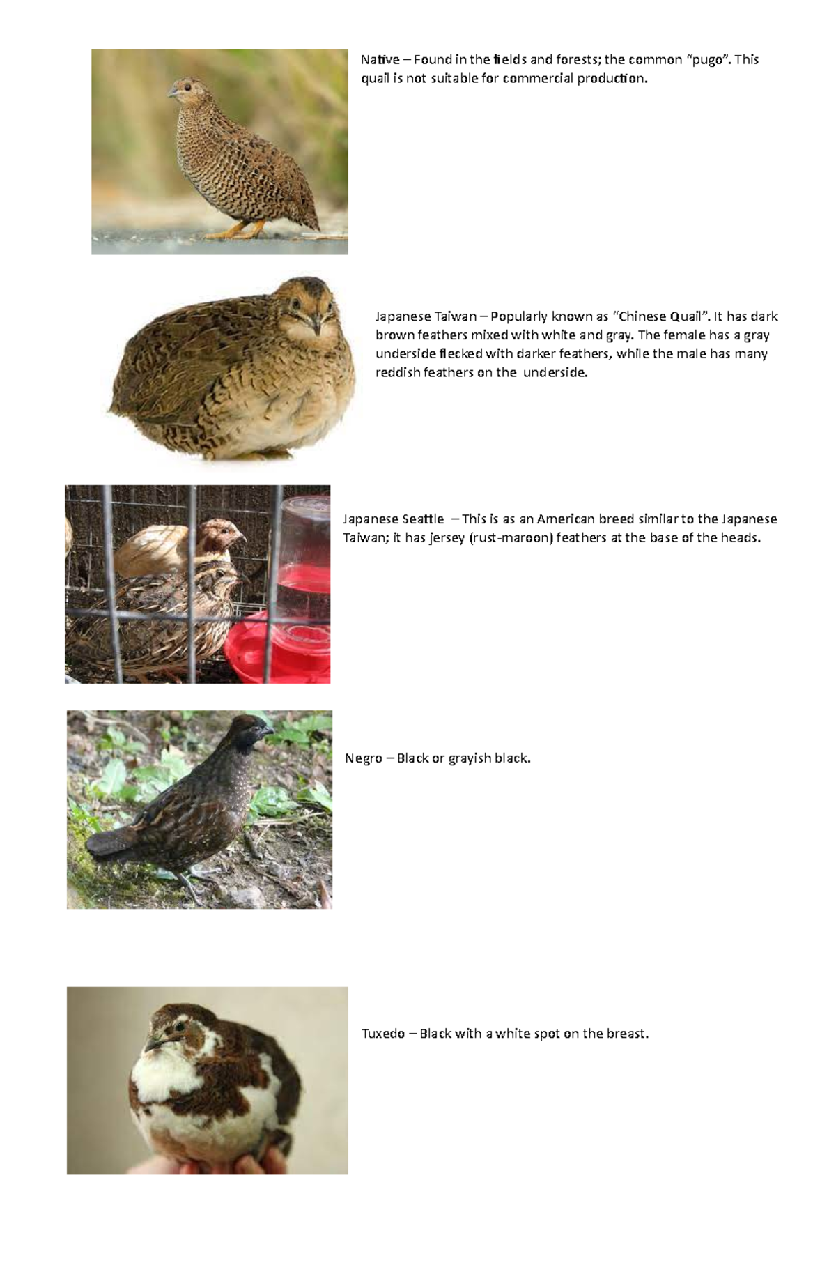 Quail - hjfgjg - Native – Found in the fields and forests; the common